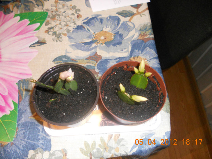 2 puiuti care infloresc! - Rhipsalidopsis 2012