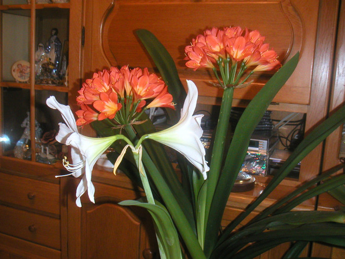 amarilis-clivia 2012 006 - florile mele cu care convietuiesc