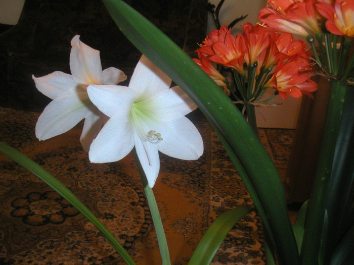 amarilis-clivia 2012 007 - florile mele cu care convietuiesc