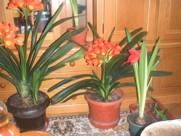 amarilis-clivia 2012 032 - florile mele cu care convietuiesc