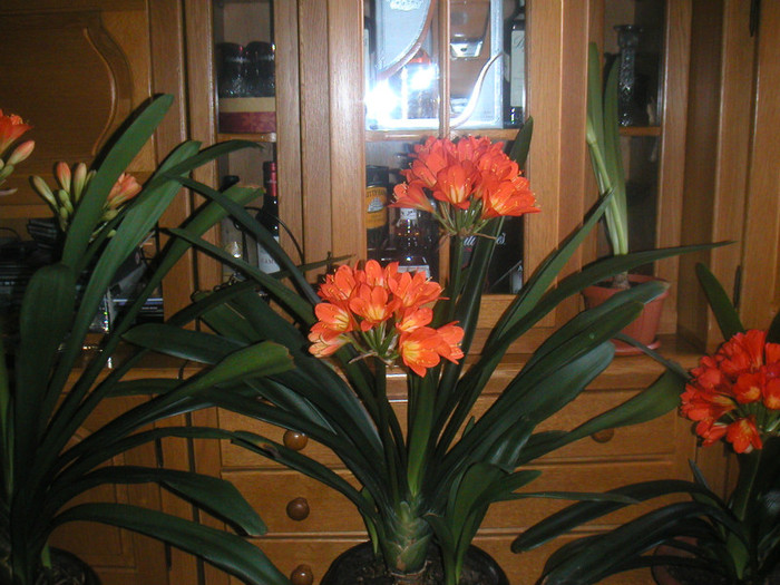 clivia 2012 033 - florile mele cu care convietuiesc