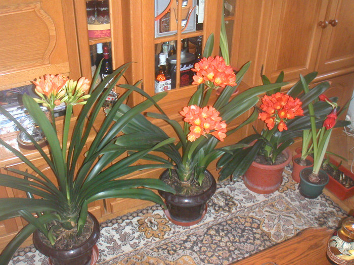 clivia 2012 036 - florile mele cu care convietuiesc