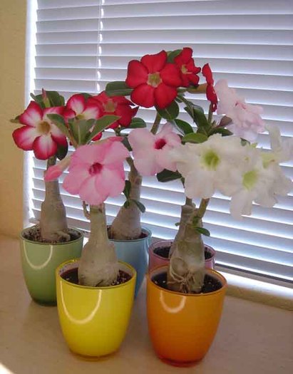 adenium3inchpots