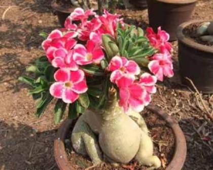 Adenium-Obesum-300x240 - Cum ar trebui sa arate cand vor fi mari in ansamnblu