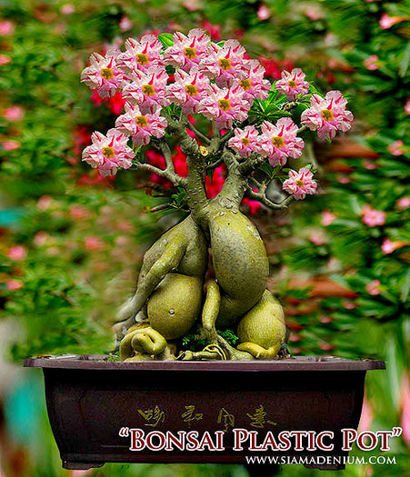 Bonsai_Plastic_Pot2