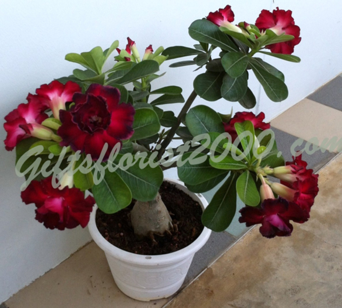 plant-adenium3