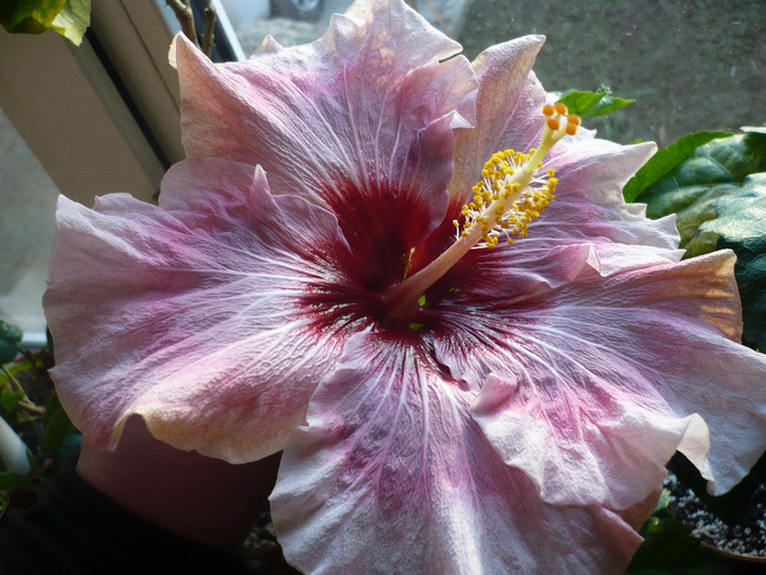 Rebellious Lady - HIBISCUSI 2012-1