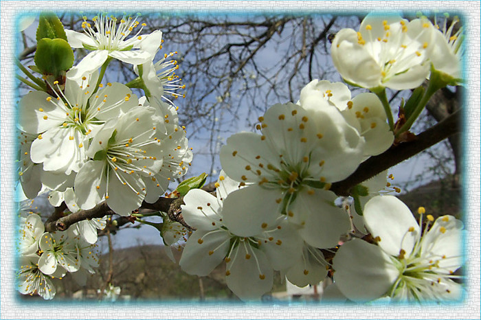 DSCF0179 - Natura in imagini
