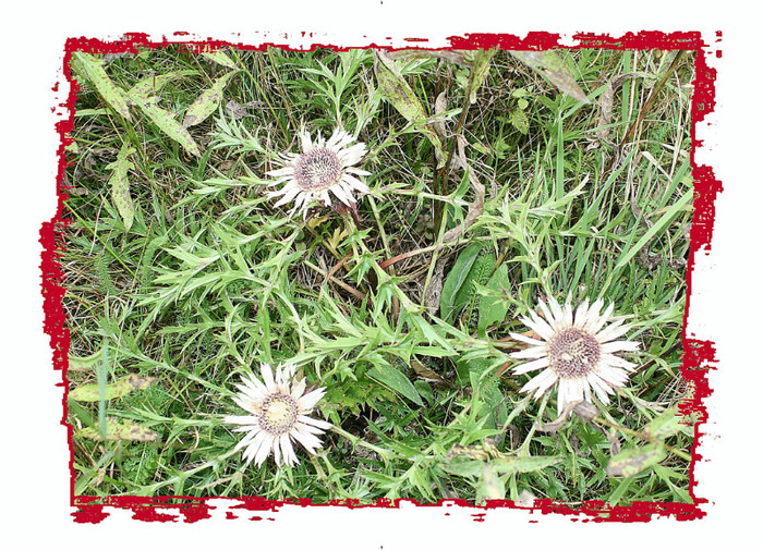 Page077 - Natura in imagini
