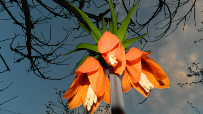 DSCN1725 - APRILIE 2012