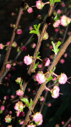 DSCN1744