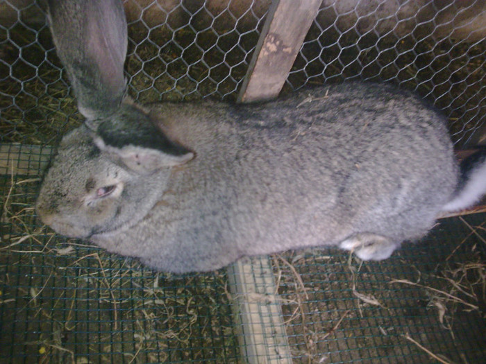 Image1035 - iepuri