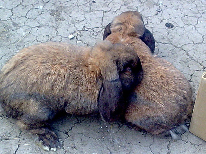 Image1039 - iepuri