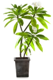 frangipani-tree