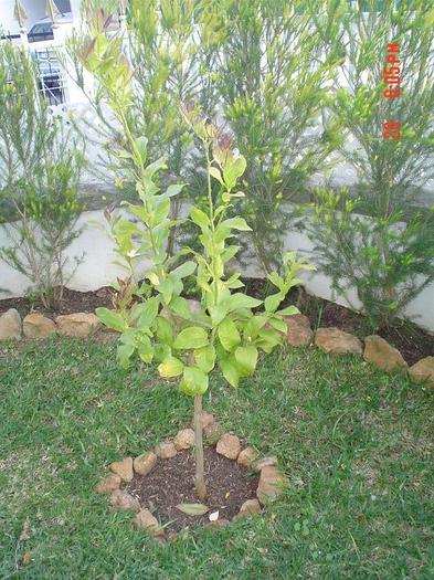 lămâi direct în sol.. - 2 -gradina mea de vis