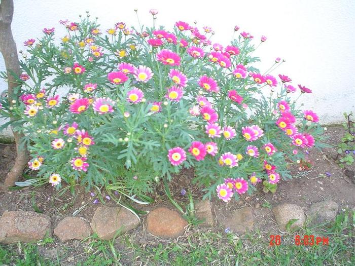 ..relaxare.. - 2 -gradina mea de vis