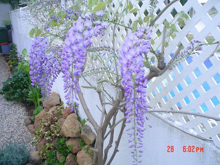 arțar albastu - 2 -gradina mea de vis