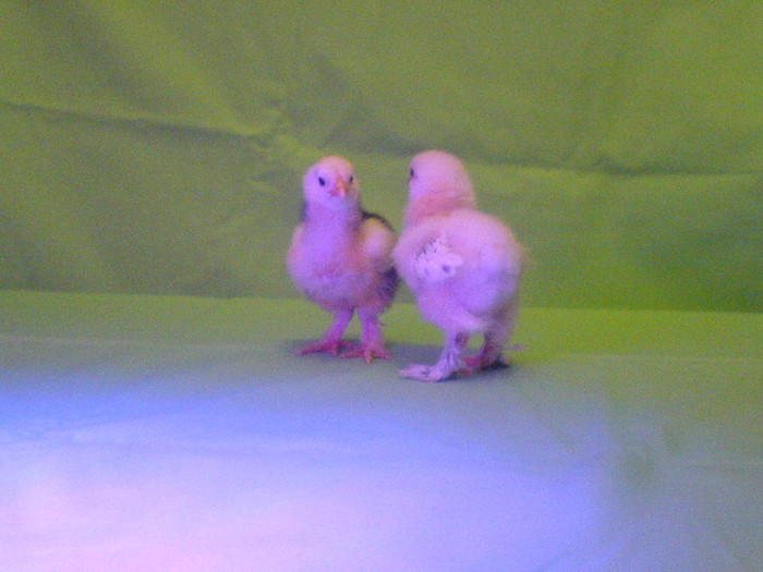 DSC02372