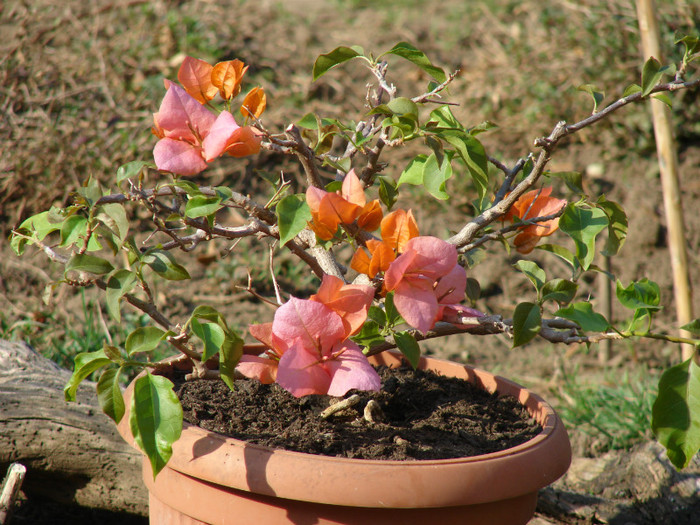 Rosenka - Bougainvillea