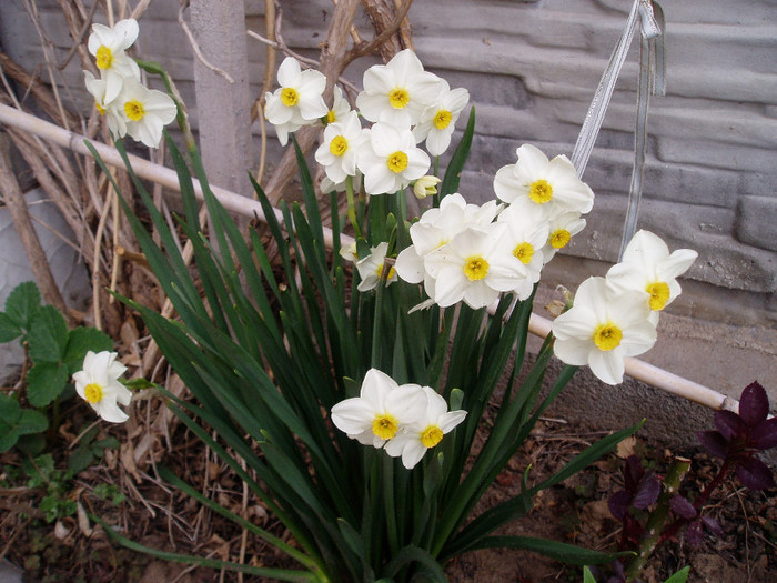 P1010056 - Primavara