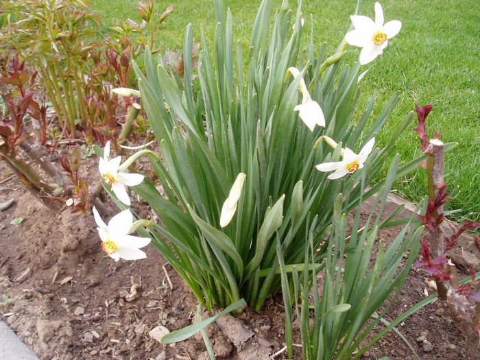 P1010059 - Primavara