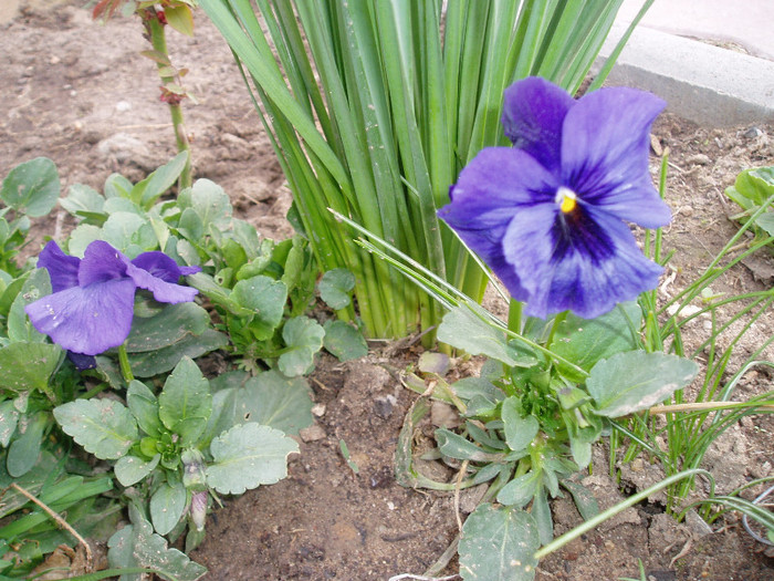 P1010063 - Primavara