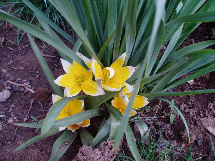 P1010069 - Primavara