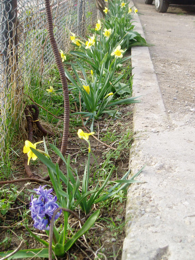 o zambila si singura - Primavara