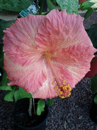 2.04.12 - Hibiscus 2011-2012