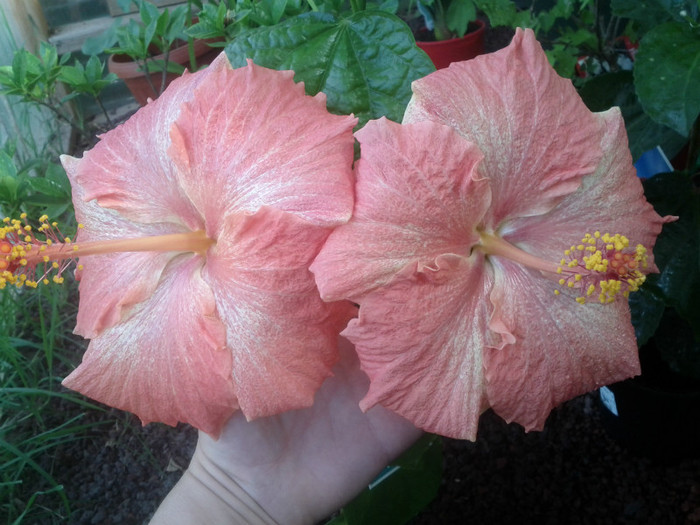  - Hibiscus 2011-2012