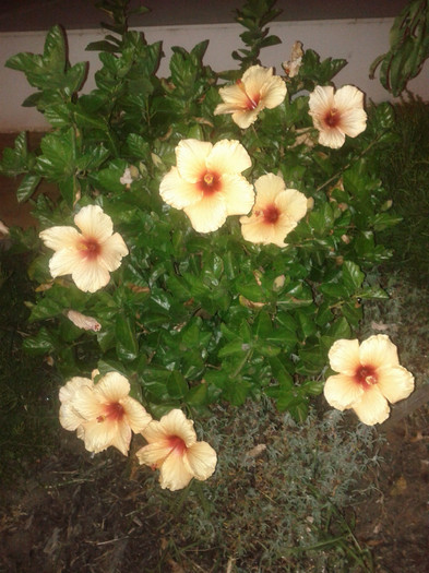 3.04.12 - Hibiscus 2011-2012