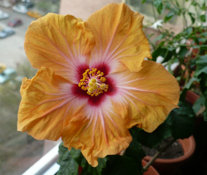P1370907 - hibiscusi 2012