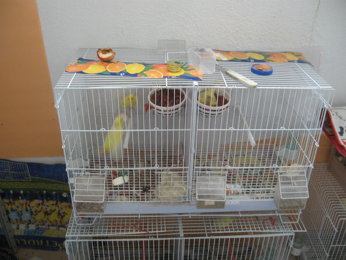 IMG_4769 - Harz Roller