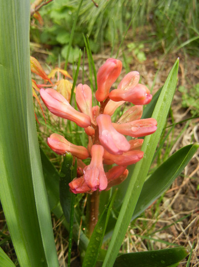 Hyacinth Jan Bos (2012, April 06) - Hyacinth Jan Bos