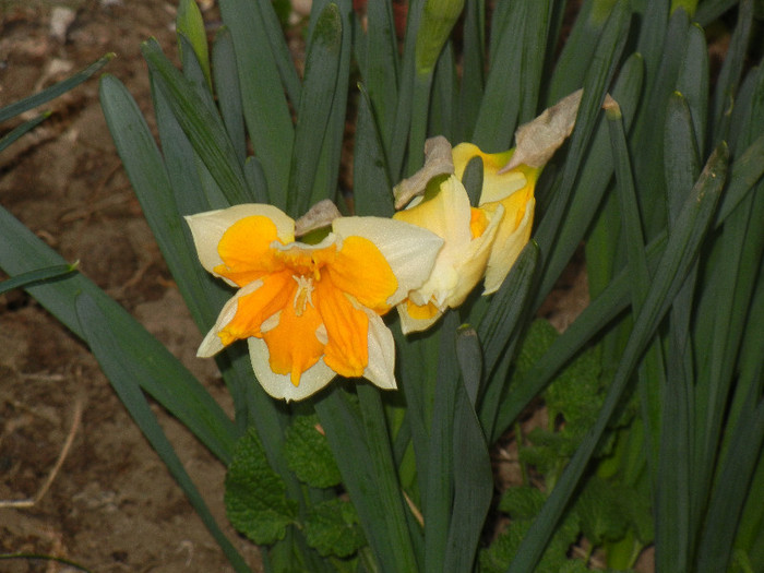 Narcissus Sovereign (2012, April 04) - Narcissus Sovereign