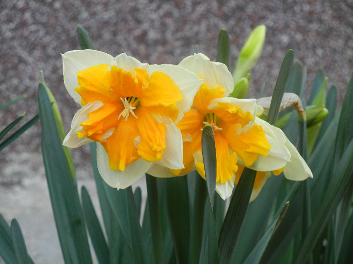 Narcissus Sovereign (2012, April 05)