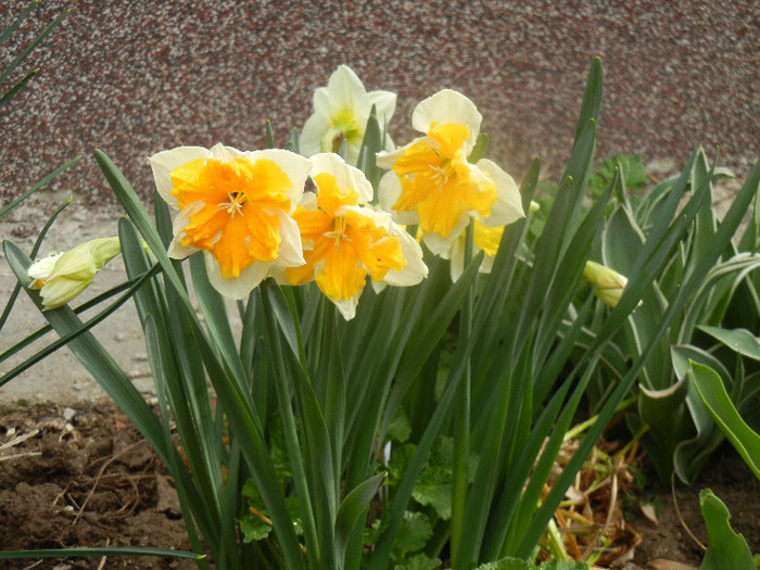 Narcissus Sovereign (2012, April 06)