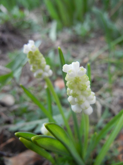 Muscari botryoides Album (2012, Apr.05)