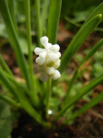 Muscari botryoides Album (2012, Apr.06) - Muscari Album