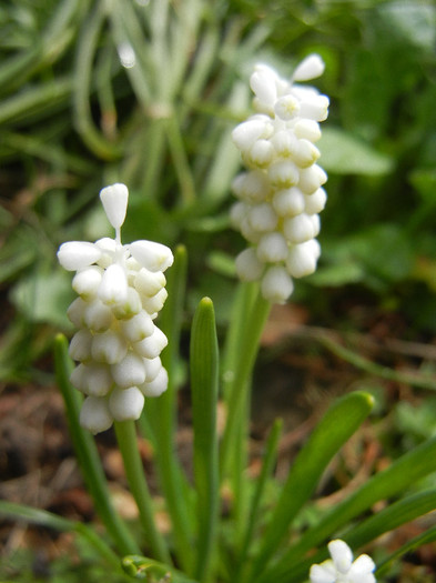 Muscari botryoides Album (2012, Apr.06)