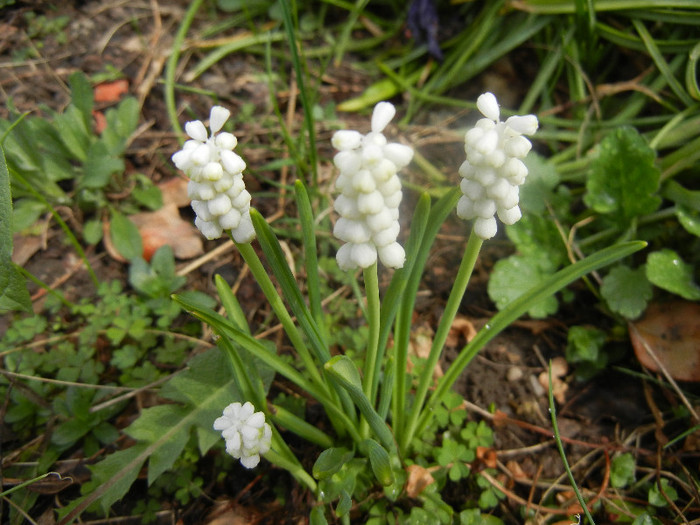 Muscari botryoides Album (2012, Apr.06) - Muscari Album