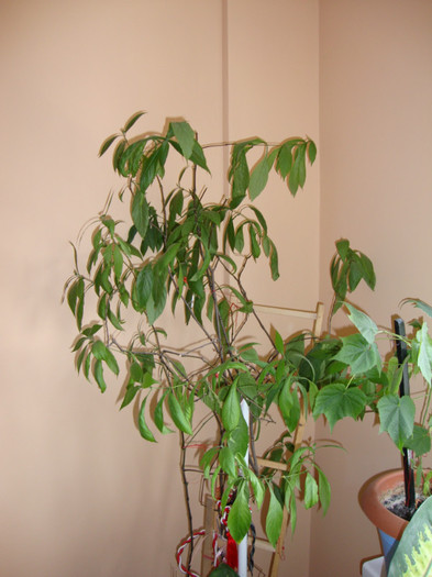 Pachystachys Lutea - FORILE MELE   2012