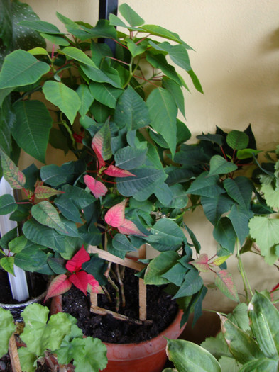 CRACIUNITA A INCEPUT SA I SE INROSEASCA FRUNZELE==VINE &quot;CRACIUNU&quot;==URA(GLUMESC) - FORILE MELE   2012