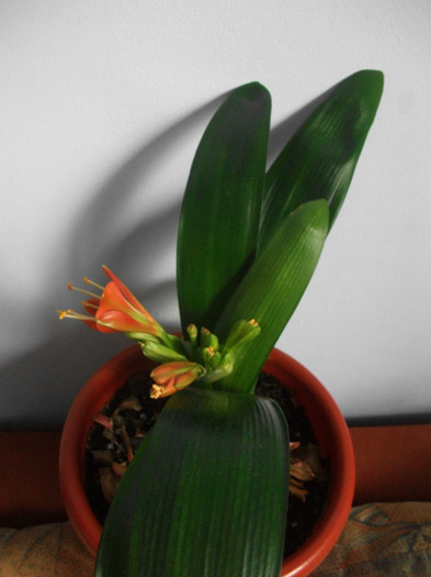 poze 2752 - clivia aprilie