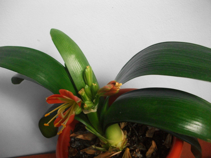 poze 2754 - clivia aprilie