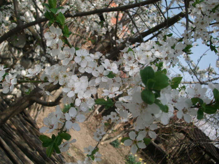 poze 2693 - gradina cu flori