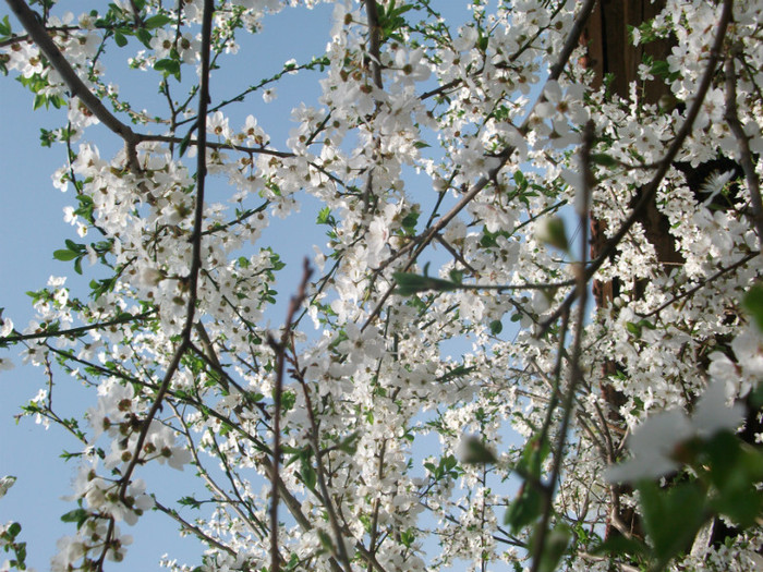 poze 2695 - gradina cu flori