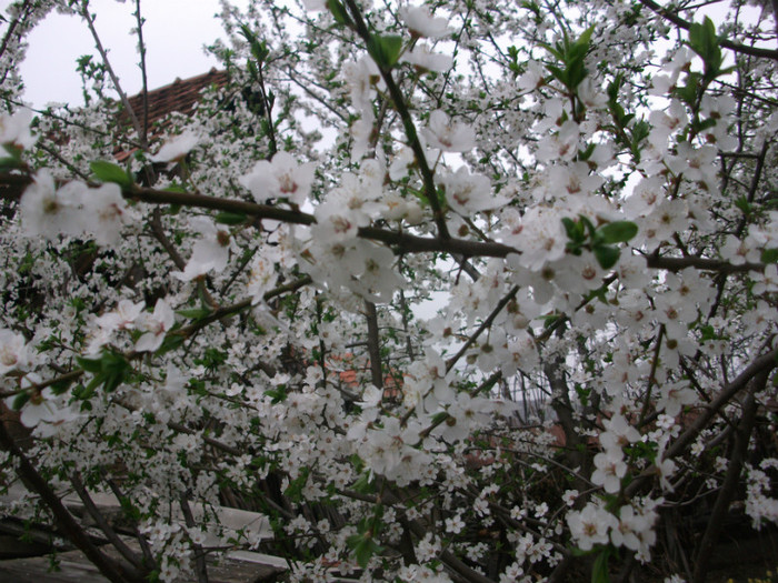 poze 2700 - gradina cu flori
