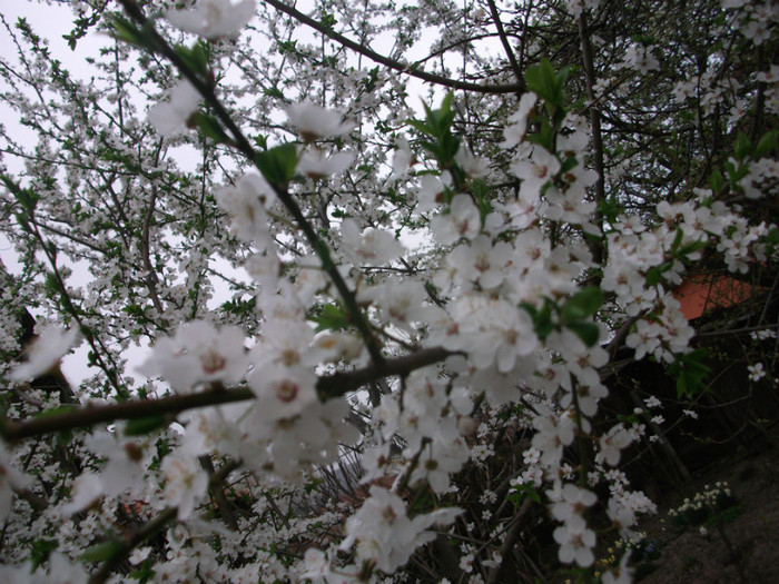 poze 2701 - gradina cu flori