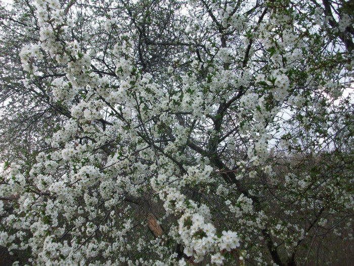 poze 2709 - gradina cu flori